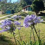 Chale Doce Beija-Flor