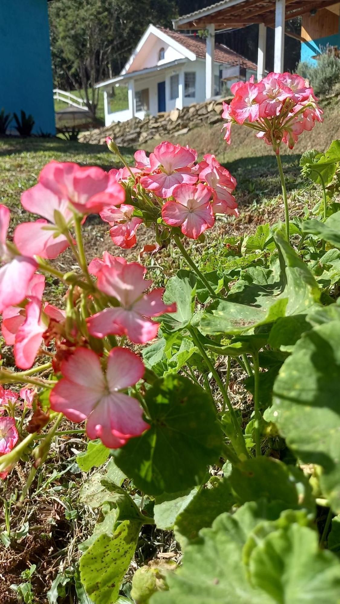Chale Doce Beija-flor * Campos do Jordão